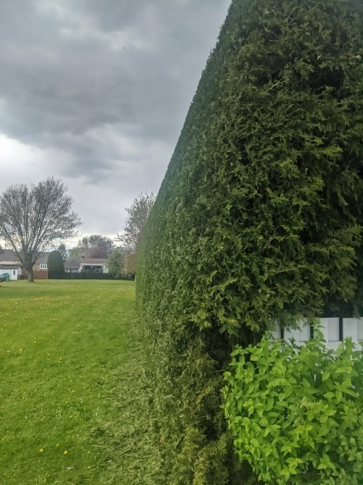 Haie arrondie — printemps